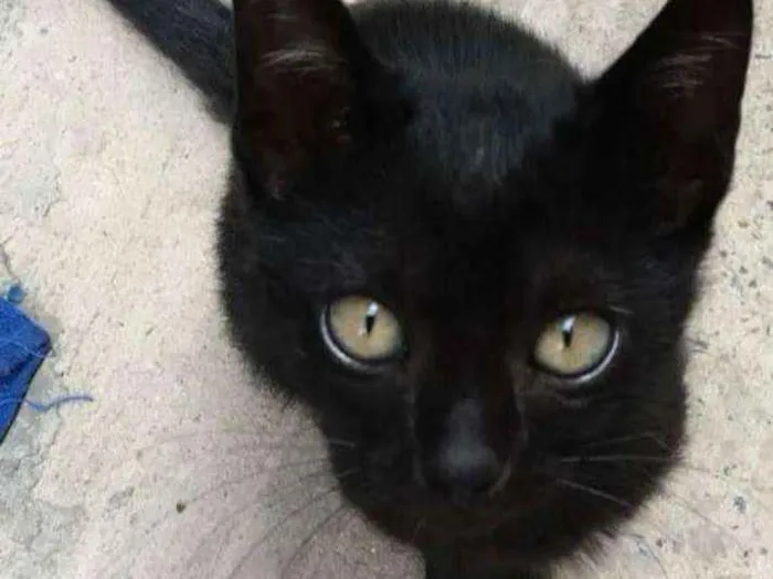 Gato ra a Viralata idade  nome Sem nome