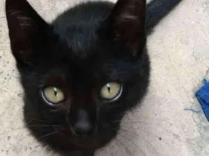 Gato raça  idade  nome Sem nome