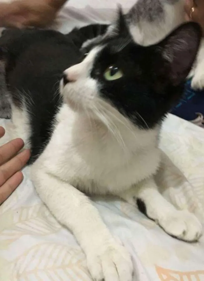Gato ra a  idade  nome Sem nome