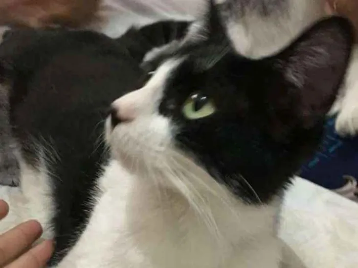 Gato ra a  idade  nome Sem nome