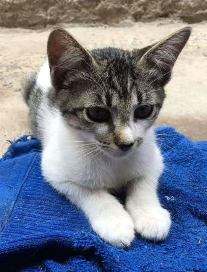 Gato ra a  idade  nome Sem nome