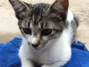 Gato raça  idade  nome Sem nome
