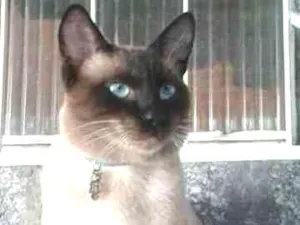Gato raça Siamês idade 2 anos nome Afonso