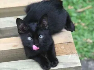 Gato raça nao definida idade 2 a 6 meses nome Toca