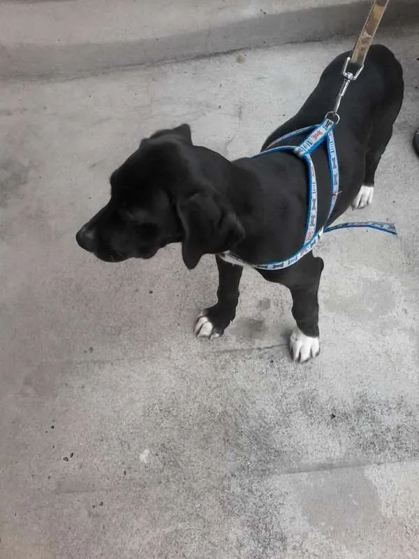 Cachorro ra a SRD idade 2 a 6 meses nome não tem