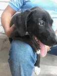não tem