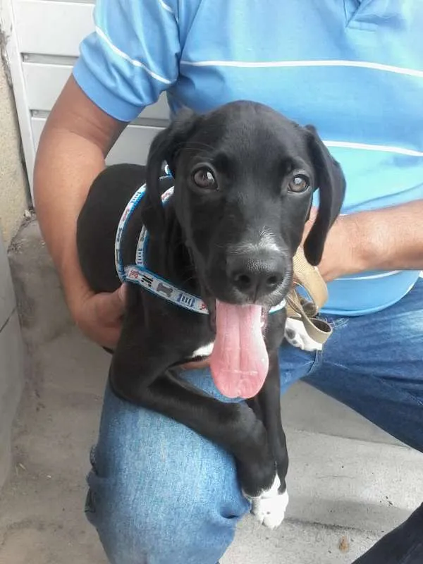 Cachorro ra a SRD idade 2 a 6 meses nome não tem