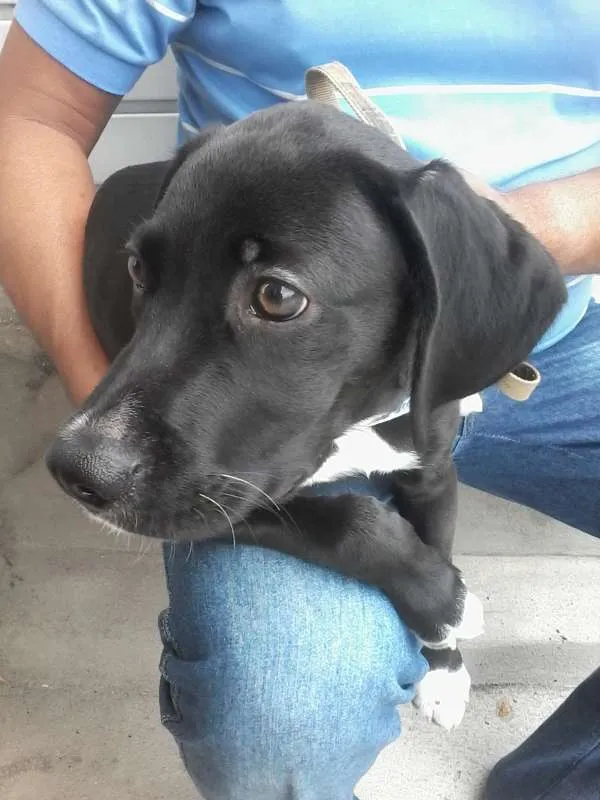 Cachorro ra a SRD idade 2 a 6 meses nome não tem