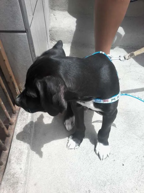 Cachorro ra a SRD idade 2 a 6 meses nome não tem