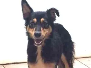 Cachorro raça SRD idade 1 ano nome não sei