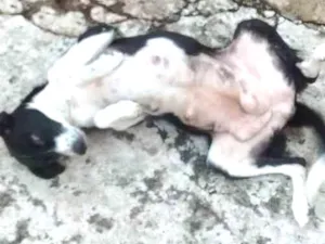Cachorro raça Vira lata idade  nome Lilica
