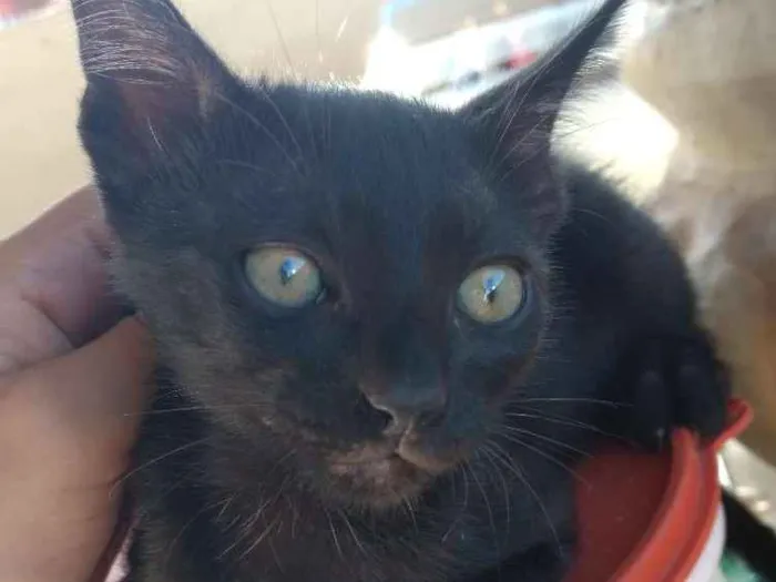 Gato raça Siamês idade 2 a 6 meses nome Amores