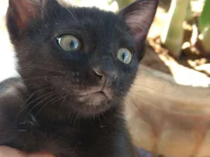 Gato raça Siamês idade 2 a 6 meses nome Amores