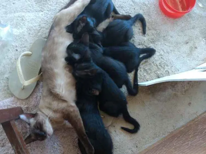 Gato raça Siamês idade 2 a 6 meses nome Amores