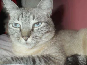 Gato raça SRD idade 6 ou mais anos nome Mary GRATIFICA