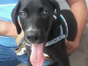 Cachorro raça SRD idade 2 a 6 meses nome não tem