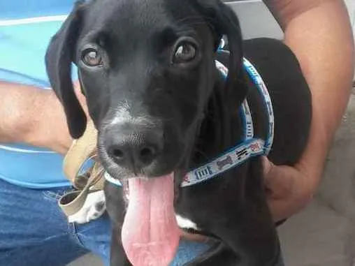 Cachorro ra a SRD idade 2 a 6 meses nome não tem