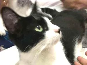 Gato raça  idade  nome Sem nome