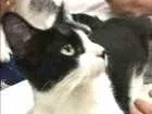 Gato raça  idade  nome Sem nome