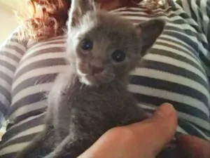 Gato raça Sem raça definida idade 2 a 6 meses nome Estrela e PB