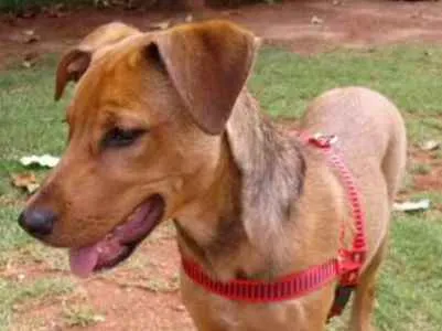 Cachorro ra a SRD idade 2 a 6 meses nome Filhote