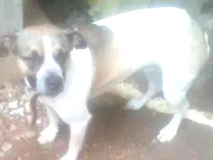 Cachorro raça Boxer com vira lata idade 1 ano nome Bob
