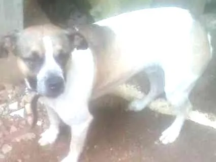 Cachorro ra a Boxer com vira lata idade 1 ano nome Bob