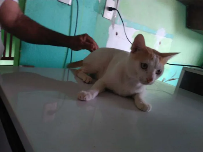 Gato ra a  idade 2 anos nome piqueno