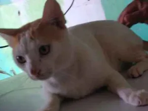 Gato raça  idade 2 anos nome piqueno