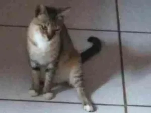 Gato raça  idade 4 anos nome nina