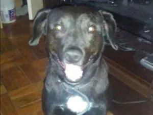 Cachorro raça Vira lata idade 6 ou mais anos nome Fred