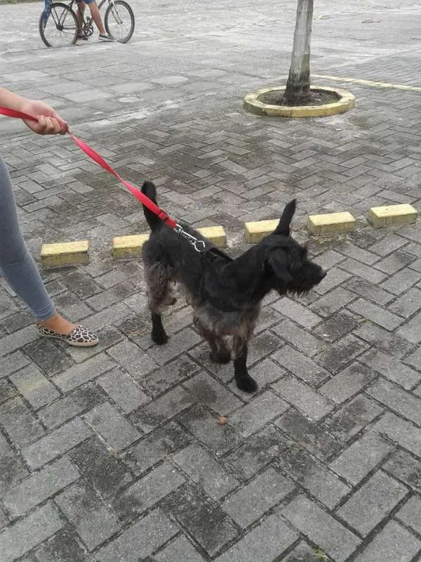 Cachorro raça GRIFFON BARBUDO idade 6 ou mais anos nome URSO