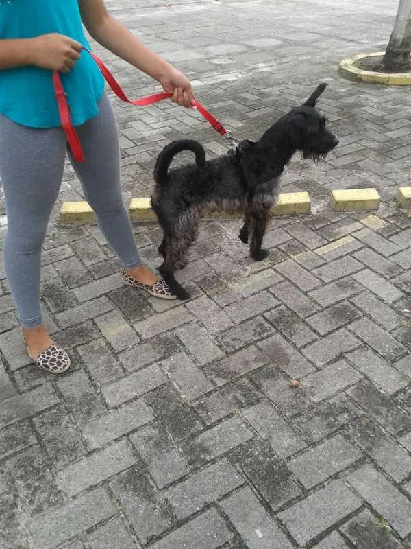 Cachorro raça GRIFFON BARBUDO idade 6 ou mais anos nome URSO