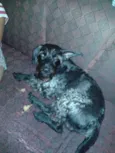 URSO