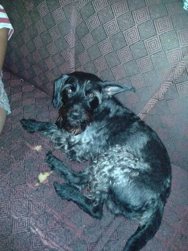 Cachorro raça GRIFFON BARBUDO idade 6 ou mais anos nome URSO