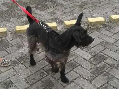 Cachorro raça GRIFFON BARBUDO idade 6 ou mais anos nome URSO