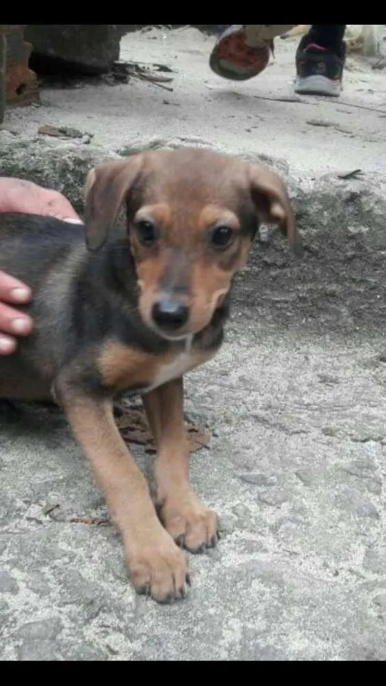 Cachorro ra a Srd idade 2 a 6 meses nome Sem nome