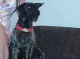Cachorro raça GRIFFON BARBUDO idade 6 ou mais anos nome URSO