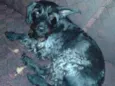 URSO