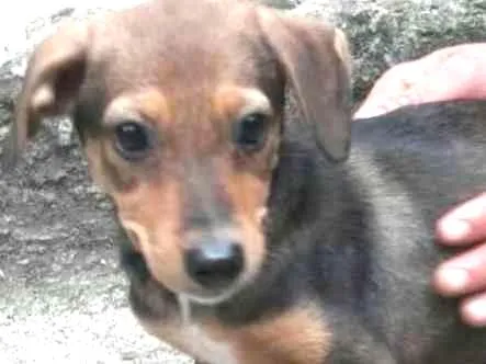 Cachorro ra a Srd idade 2 a 6 meses nome Sem nome