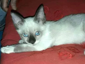 Gato raça Siamês idade 2 a 6 meses nome Sia