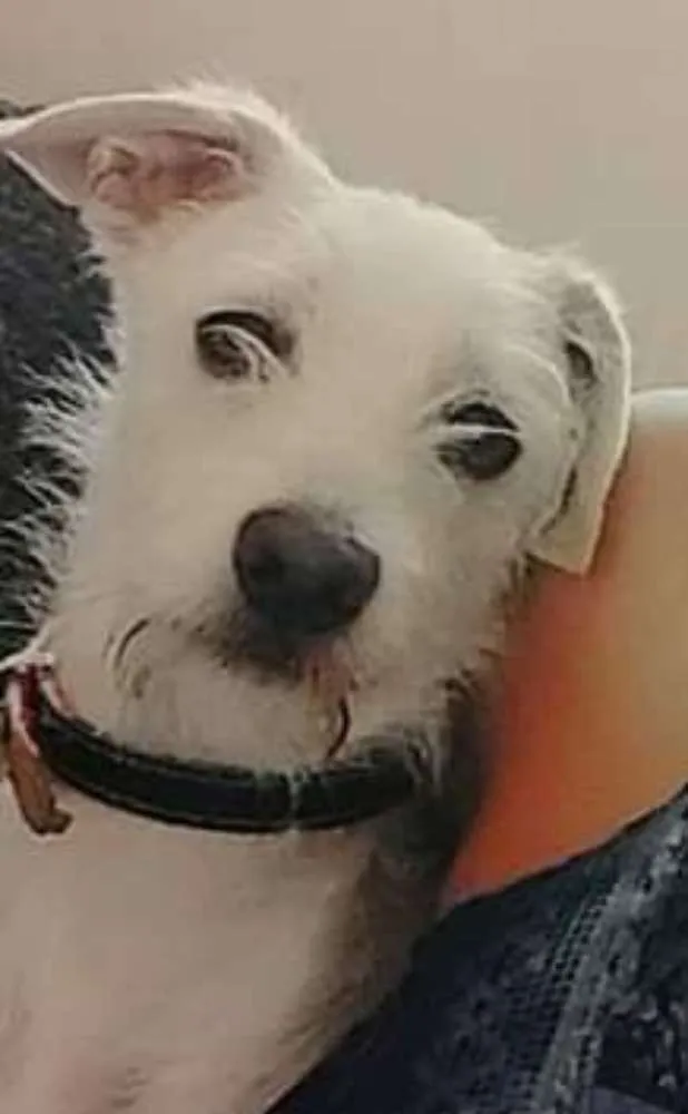 Cachorro ra a Vira-Lata  idade 7 a 11 meses nome Thor