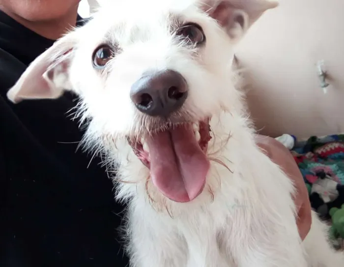 Cachorro ra a Vira-Lata  idade 7 a 11 meses nome Thor