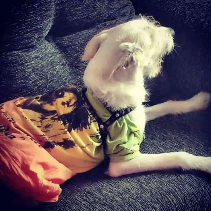 Cachorro ra a Vira-Lata  idade 7 a 11 meses nome Thor