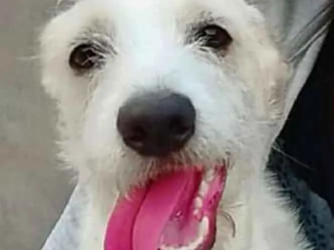 Cachorro ra a Vira-Lata  idade 7 a 11 meses nome Thor