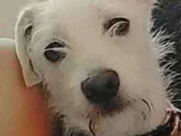 Cachorro ra a Vira-Lata  idade 7 a 11 meses nome Thor