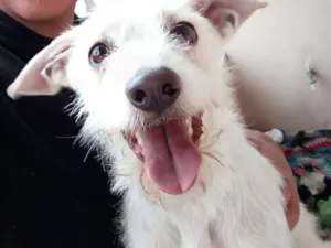 Cachorro raça Vira-Lata  idade 7 a 11 meses nome Thor