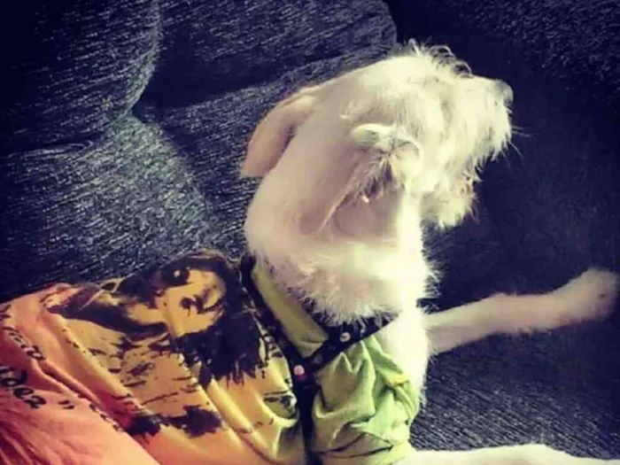 Cachorro ra a Vira-Lata  idade 7 a 11 meses nome Thor