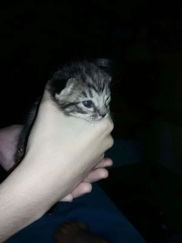 Gato ra a sem raça definida idade Abaixo de 2 meses nome sem nome