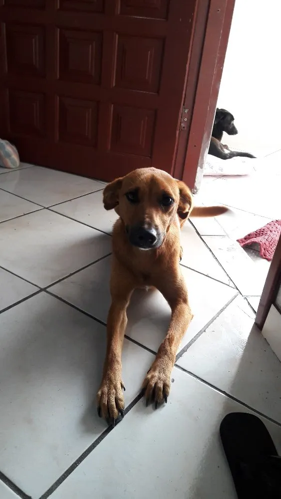 Cachorro ra a Vira lata  idade 2 anos nome Caramelo